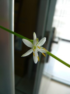 grass_sigleflower